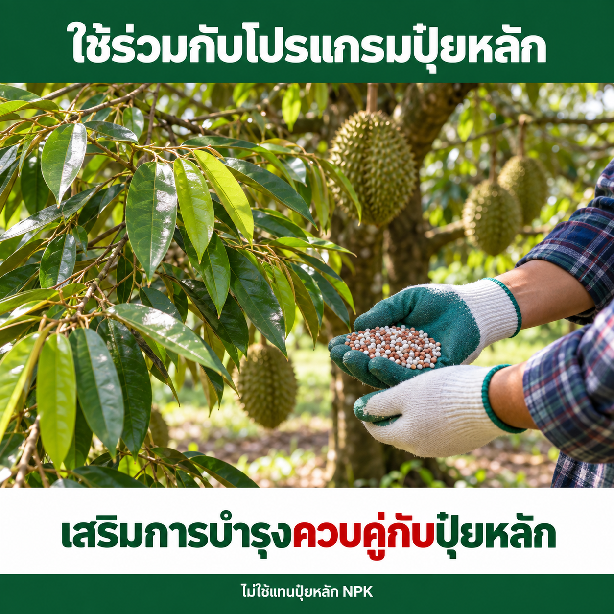 ภาพประกอบหัวข้อใช้ร่วมกับโปรแกรมปุ๋ยหลัก