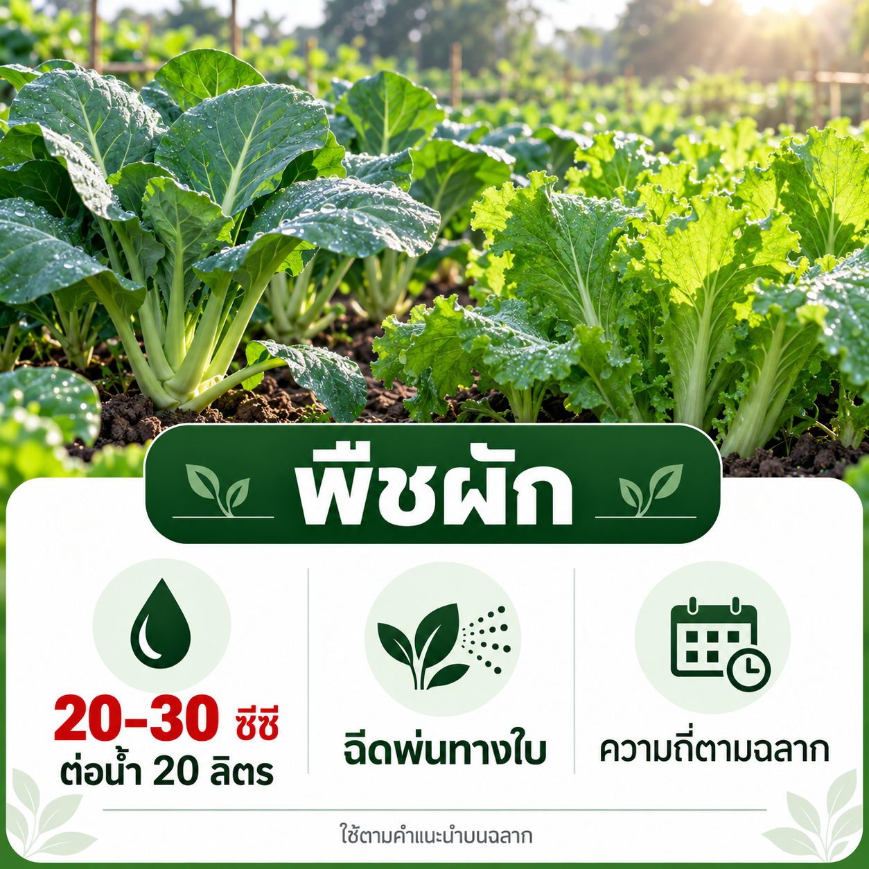 พืชผัก 20–30 ซีซี ต่อน้ำ 20 ลิตร ฉีดพ่นทางใบ