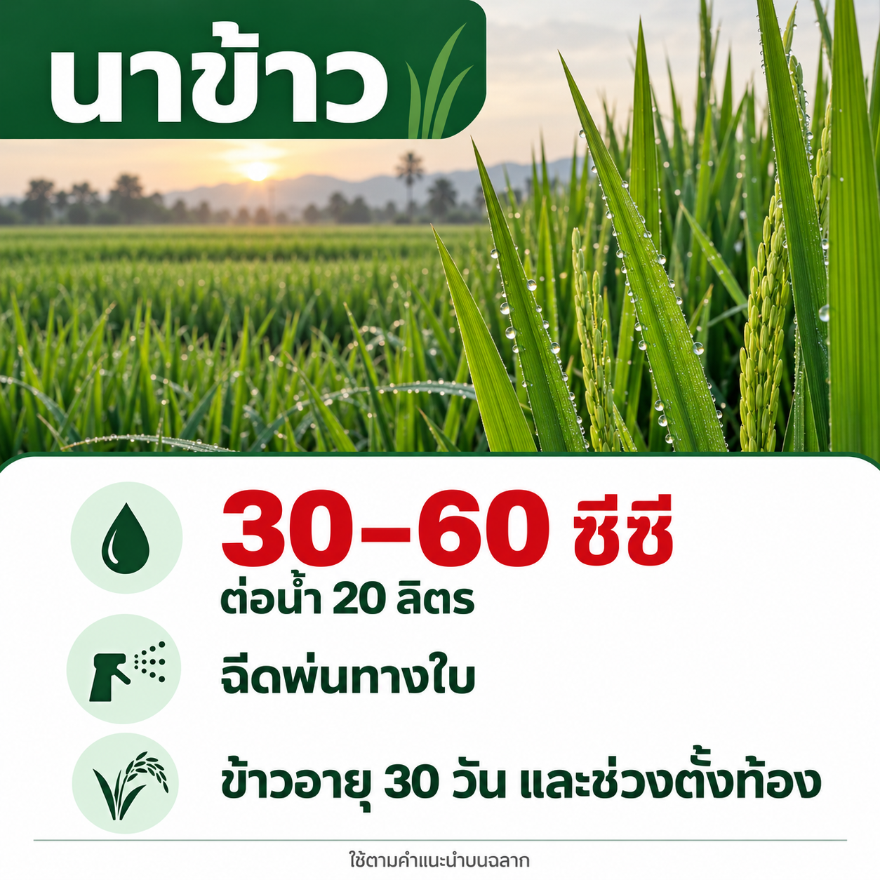 นาข้าว 30–60 ซีซี ต่อน้ำ 20 ลิตร ฉีดพ่นทางใบเมื่ออายุ 30 วัน และช่วงตั้งท้อง